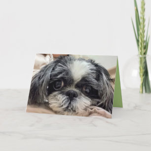 Shih Tzu Girl Greeting Card