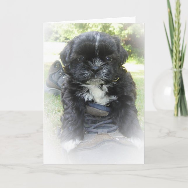 Shih Tzu Greeting Cards (Front)