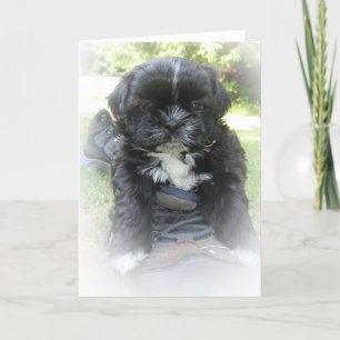 Shih Tzu Greeting Cards