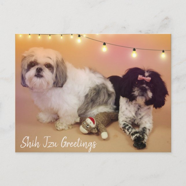 Shih Tzu Greetings Postcard (Front)