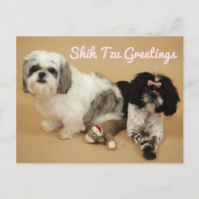 Shih Tzu Greetings Postcard (Front)