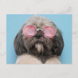 Shih Tzu Greetings Postcard