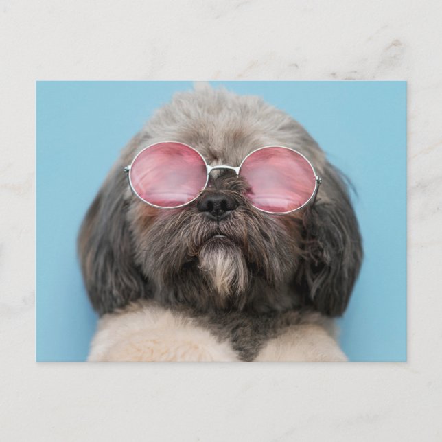 Shih Tzu Greetings Postcard (Front)