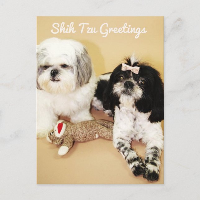 Shih Tzu Greetings Postcard (Front)