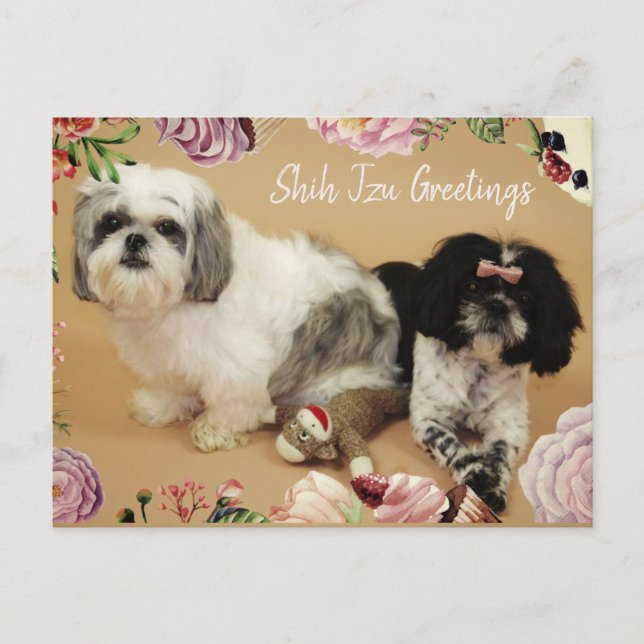 Shih Tzu Greetings Postcard (Front)