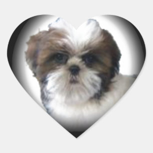 Shih-Tzu Heart Sticker