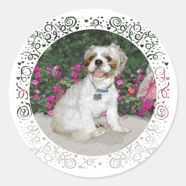 Shih Tzu in a Garden Setting Classic Round Sticker (Front)