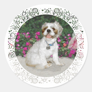 Shih Tzu in a Garden Setting Classic Round Sticker