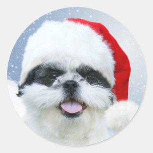 Shih Tzu in Santa hat Classic Round Sticker