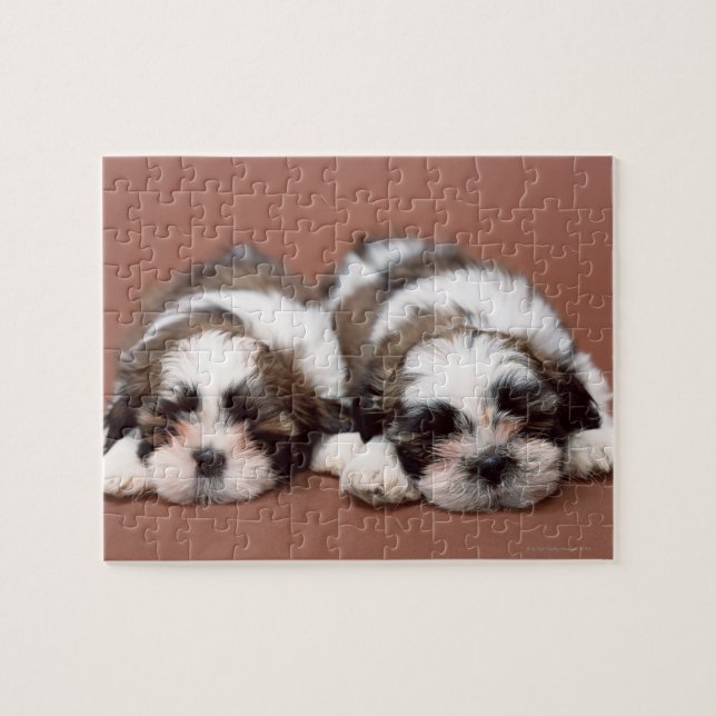 Shih Tzu Jigsaw Puzzle (Horizontal)