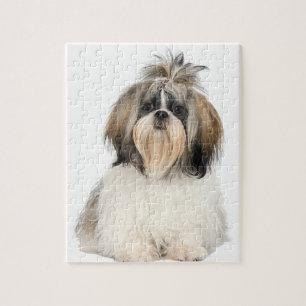 Shih Tzu Jigsaw Puzzle