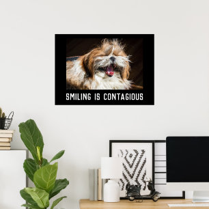 Shih tzu laughing smile customise photo text  poster