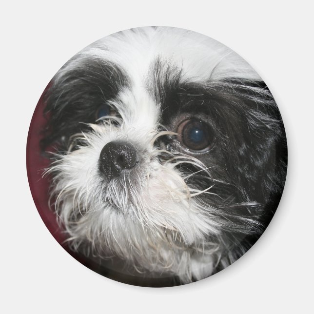 Shih Tzu Magnet (Front)