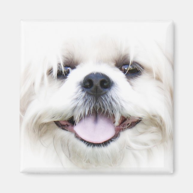 shih tzu magnet (Front)
