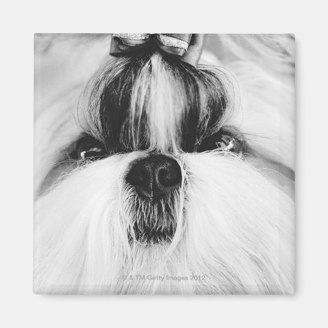 Shih Tzu Magnet (Front)