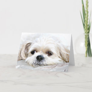 Shih Tzu miss you card