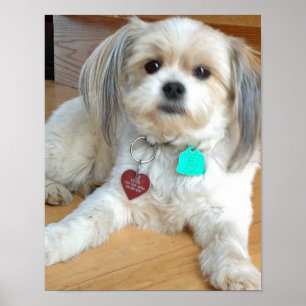 Shih Tzu mix Named Liz Poster