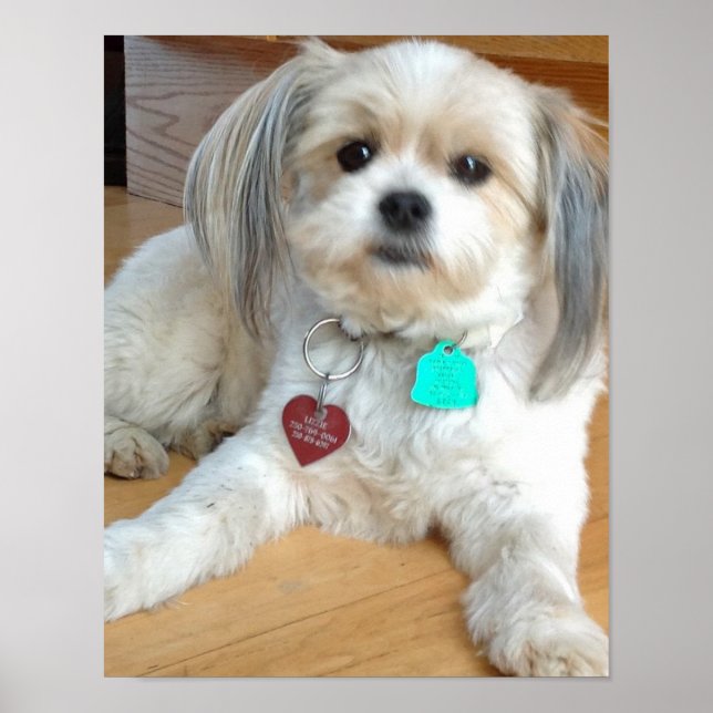 Shih Tzu mix Named Liz Poster (Front)