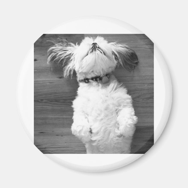 Shih Tzu Nap Magnet (Front)