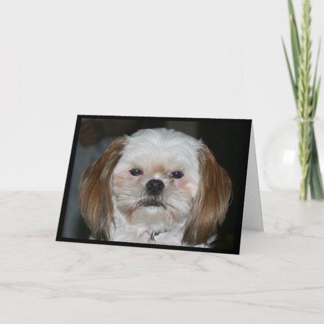 Shih Tzu Never Seem To Age! Birthday Card (Front)