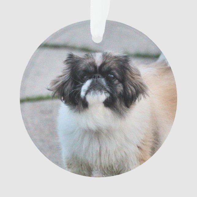 Shih tzu  ornament (Front)