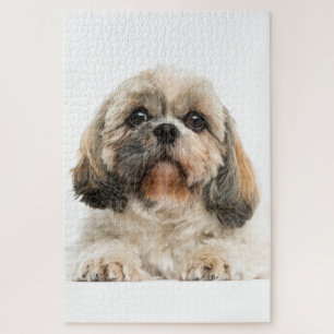 Shih Tzu Pet Dog Photo Jigsaw Puzzle