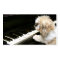 Shih Tzu piano lessons