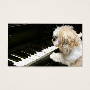 Shih Tzu piano lessons