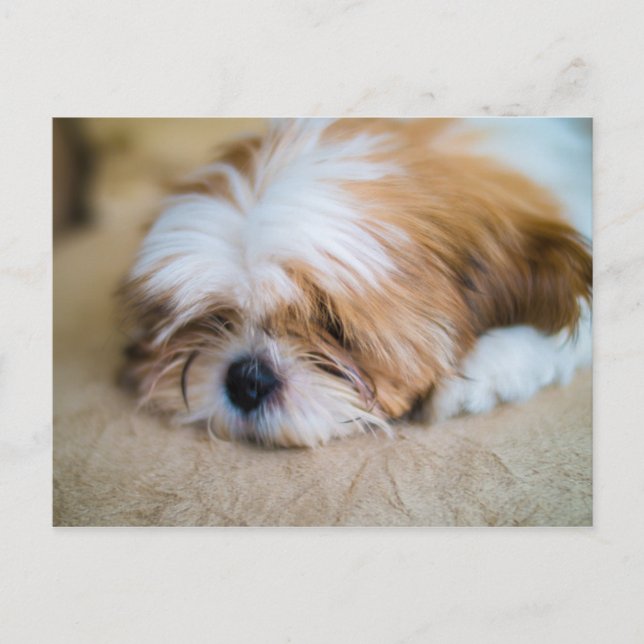 Shih Tzu Postcard (Front)