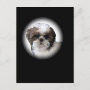 Shih-Tzu Postcard