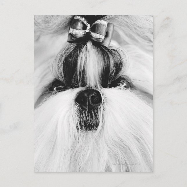 Shih Tzu Postcard (Front)