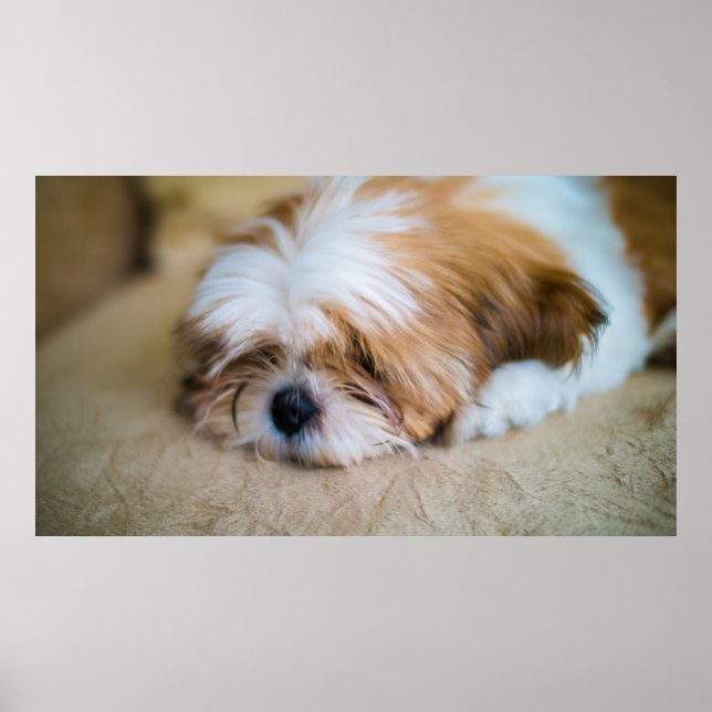Shih Tzu Poster (Front)