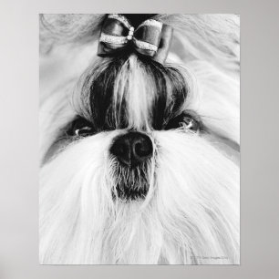 Shih Tzu Poster