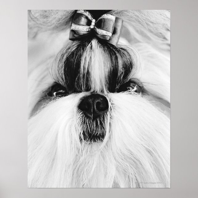 Shih Tzu Poster (Front)