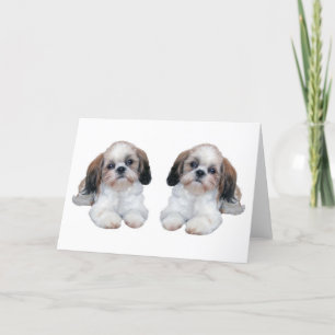 Shih Tzu Puppies Card