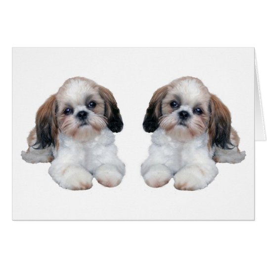 Shih Tzu Puppies Card