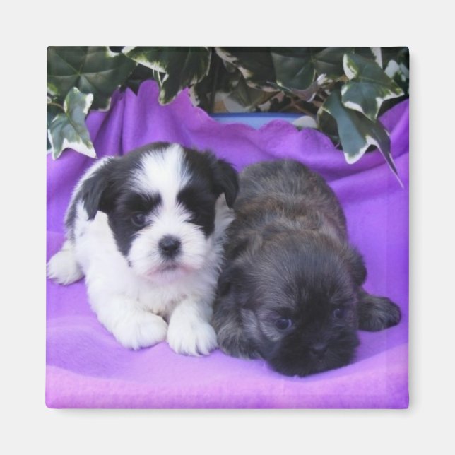 Shih Tzu Puppies Magnet (Front)