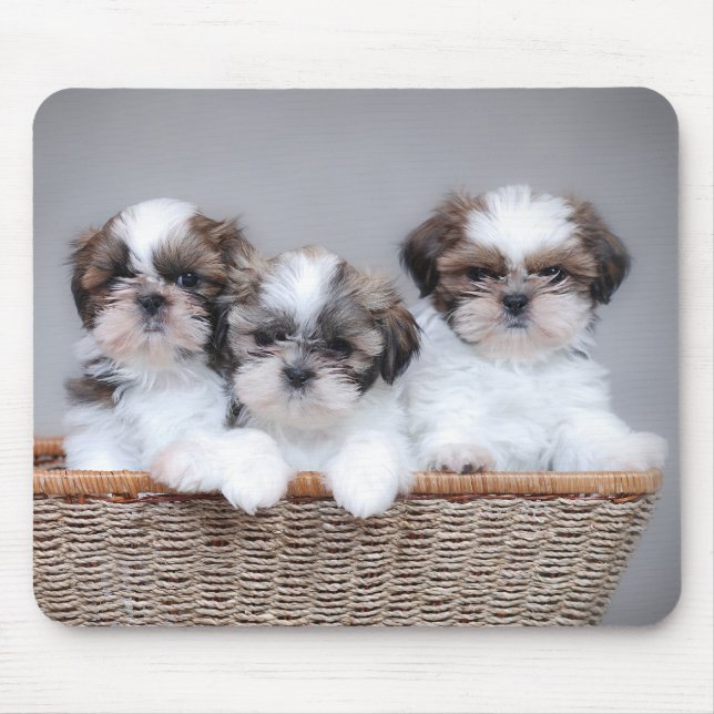 Shih Tzu puppies Mouse Pad (Front)
