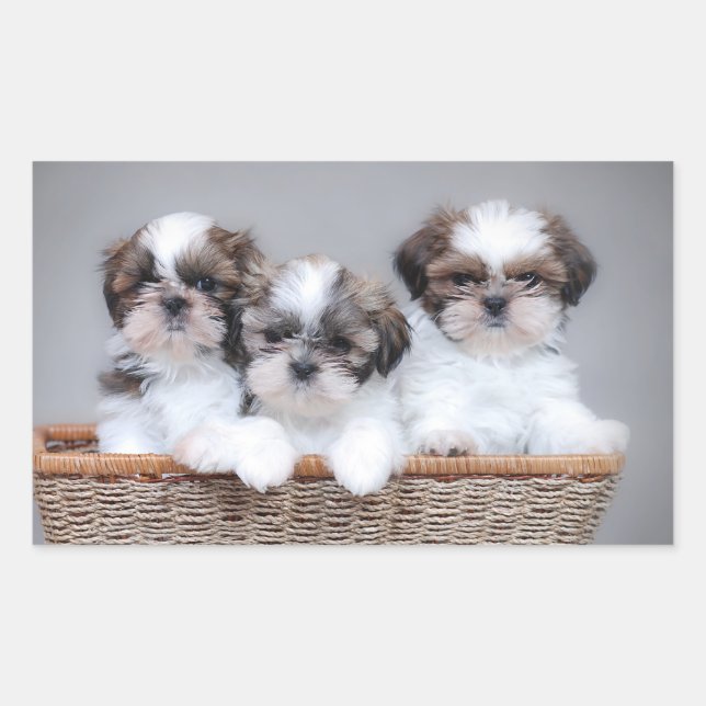 Shih Tzu puppies Rectangular Sticker (Front)