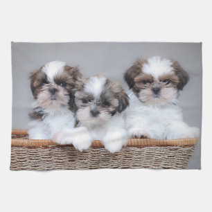 Shih Tzu puppies Tea Towel
