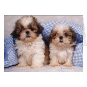 Shih Tzu puppies under a checked blanket
