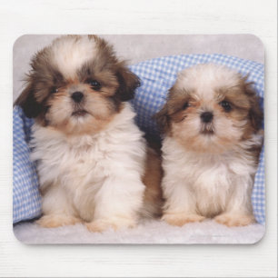 Shih Tzu puppies under a checked blanket Mouse Pad