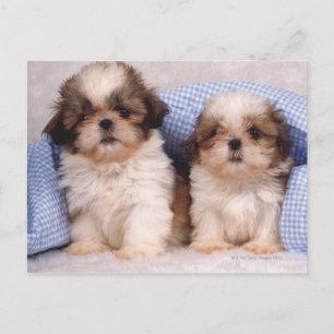 Shih Tzu puppies under a checked blanket Postcard
