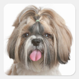 Shih Tzu Puppy Dog Greeting Stickers