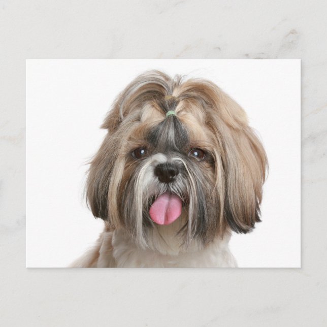 Shih Tzu Puppy Dog - Hello Love, Thinking of You Postcard (Front)