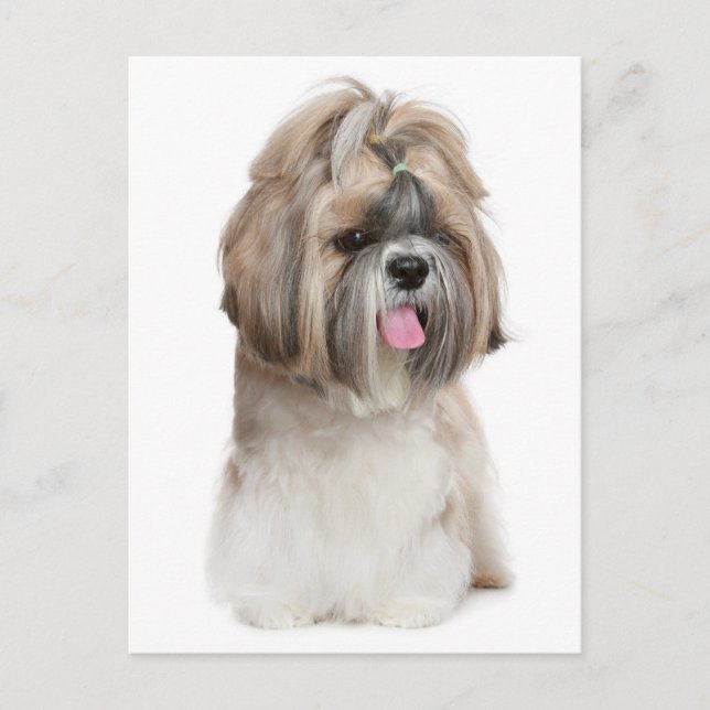 Shih Tzu Puppy Dog - Love, Hello, Thinking Of You Postcard (Front)