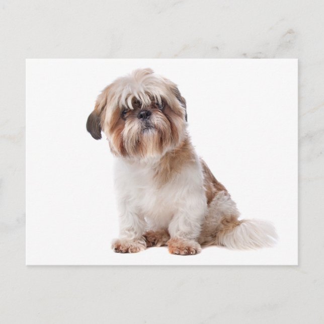 Shih Tzu Puppy Dog Postcard (Front)