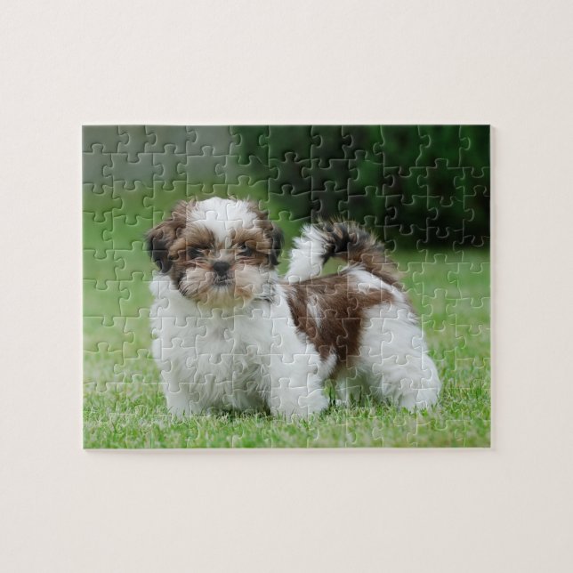 Shih tzu puppy jigsaw puzzle (Horizontal)