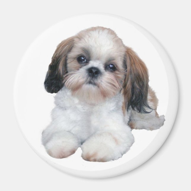 Shih Tzu Puppy Magnet (Front)