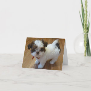 Shih Tzu Puppy Notecards